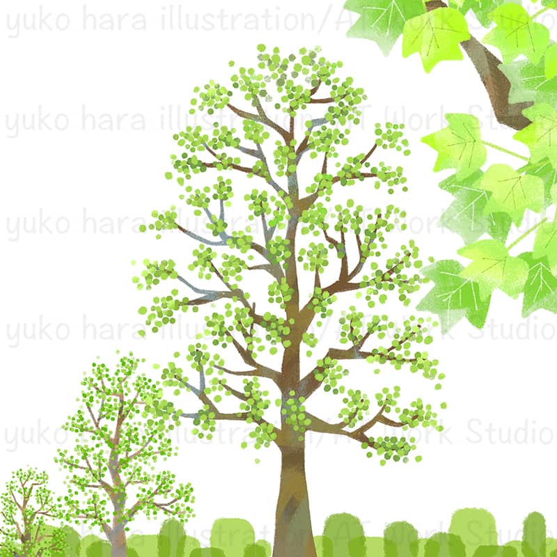 新緑のゆりのきの並木を描いたイラスト
