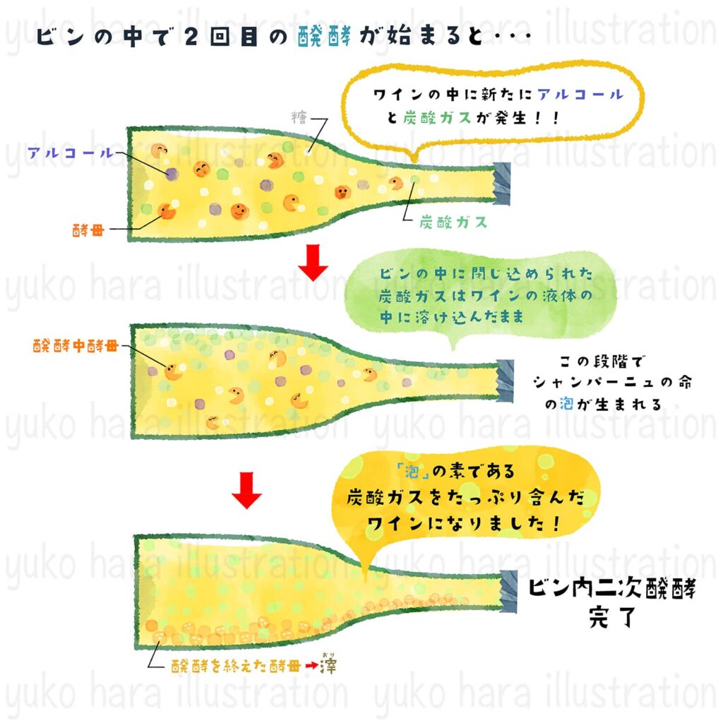 シャンパーニュ醸造の瓶内二次発酵で泡が生まれるプロセスをイメージ風に絵本タッチで描いたイラスト