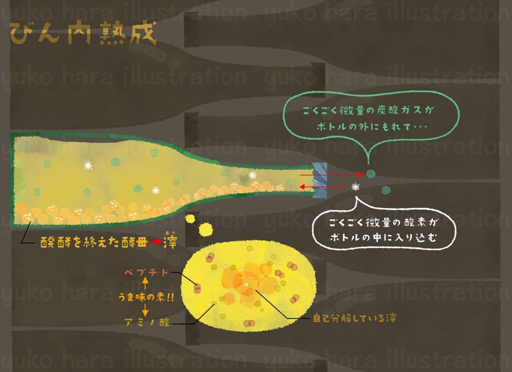シャンパーニュ醸造の瓶内熟成の様子をイメージ風に絵本タッチで描いたイラスト