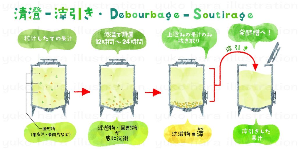 シャンパーニュ醸造の圧搾後の清澄と滓引きの工程を絵本タッチで描いたイラスト