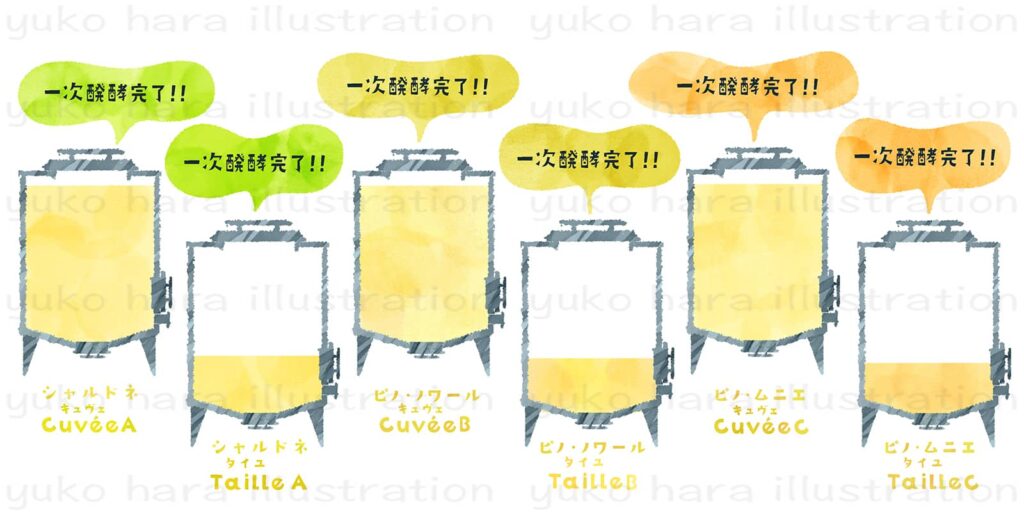 シャンパーニュ醸造の工程の中でそれぞれの発酵タンクの中で一次発酵が完了した様子を絵本タッチでイメージ風に描いたイラスト