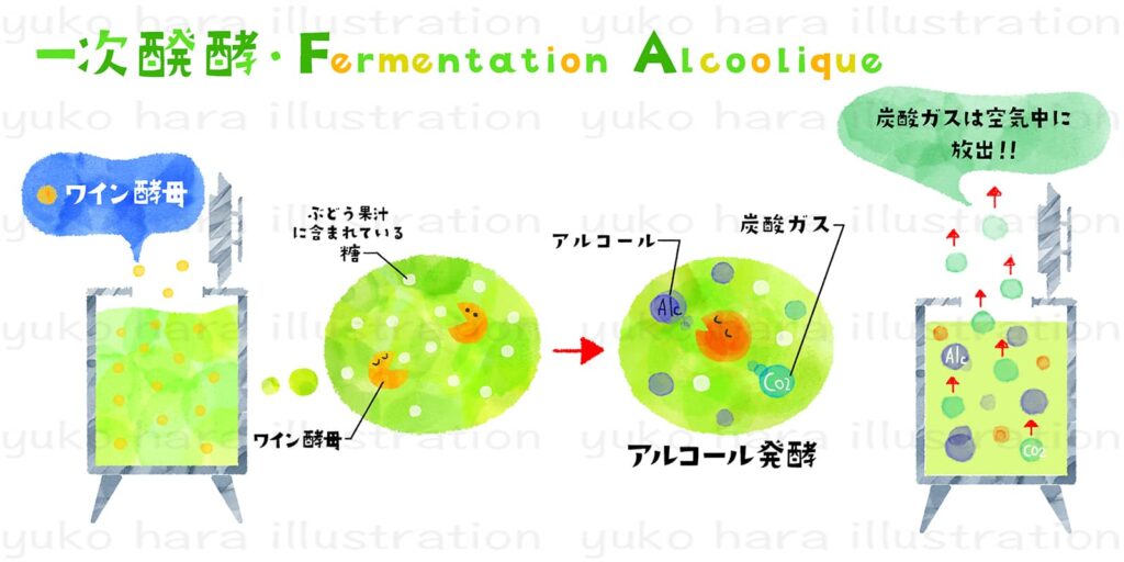 シャンパーニュ醸造の一次発酵のプロセスをイメージ風にを絵本タッチで描いたイラスト