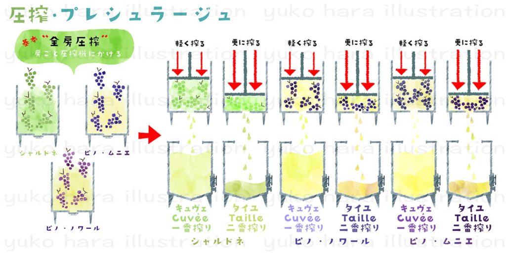 シャンパーニュ醸造の圧搾の工程を絵本タッチでイメージ的に描いたイラスト