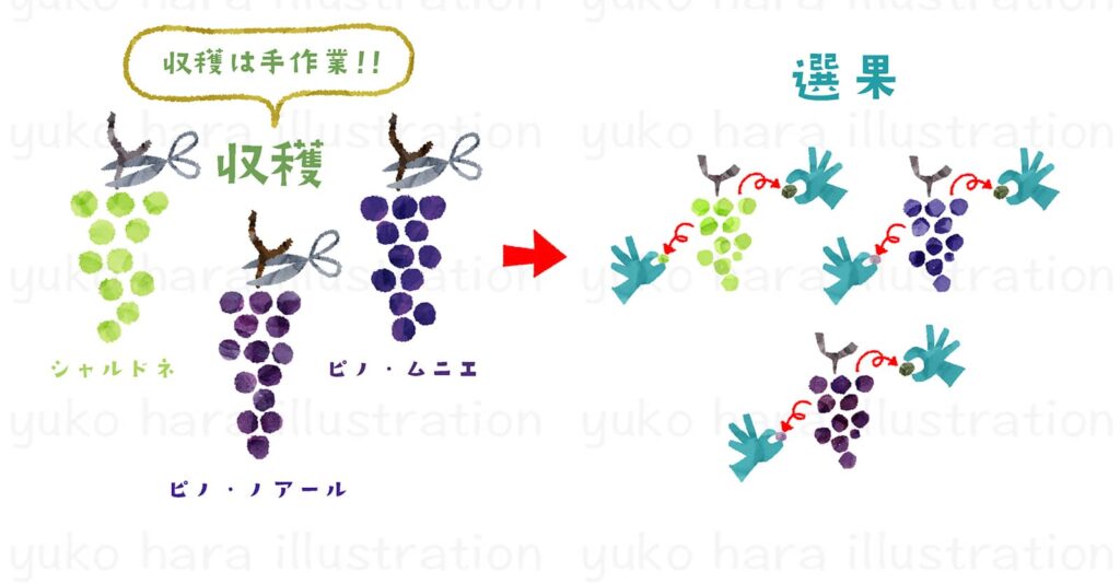 シャンパーニュの醸造工程の収穫、選果のプロセスをシンプルなタッチでアイコン風に描いたイラスト